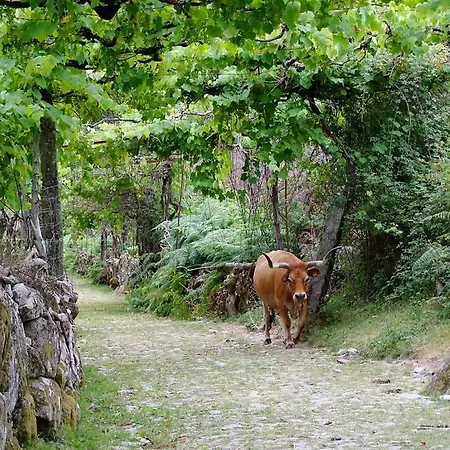 Tatil Evi Assento Geres - Grand Eco-retreat - Jacuzzi Views *